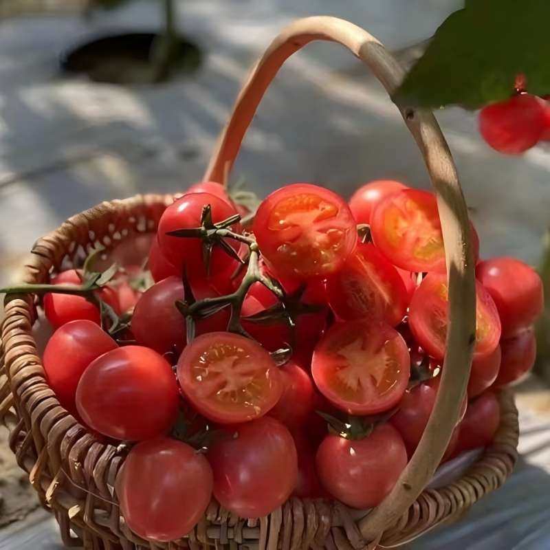【正宗千禧果】攀枝花千禧小番茄小西红柿新鲜孕妇水果樱桃圣女果