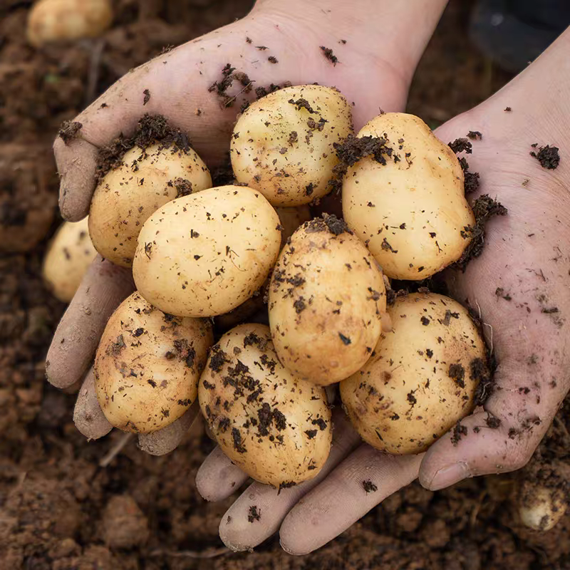 恩施现挖土豆黄心小土豆批发新鲜黄皮正宗农家迷你马铃薯洋芋蔬菜,淘宝优惠券,粉丝福利购,淘宝优惠卷