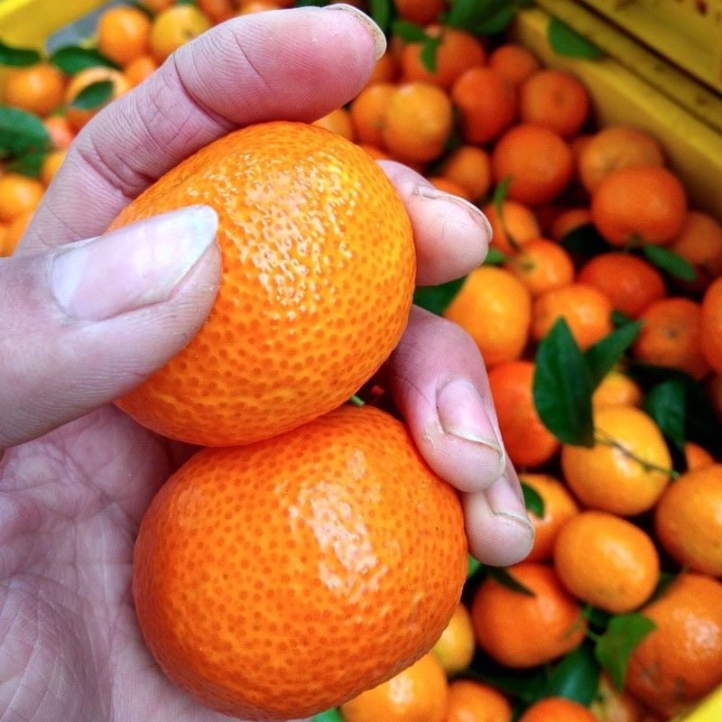 广西特产砂糖橘无籽沙糖桔甜橘子桔子蜜桔新鲜水果直供一整箱批发,淘宝优惠券,粉丝福利购,淘宝优惠卷