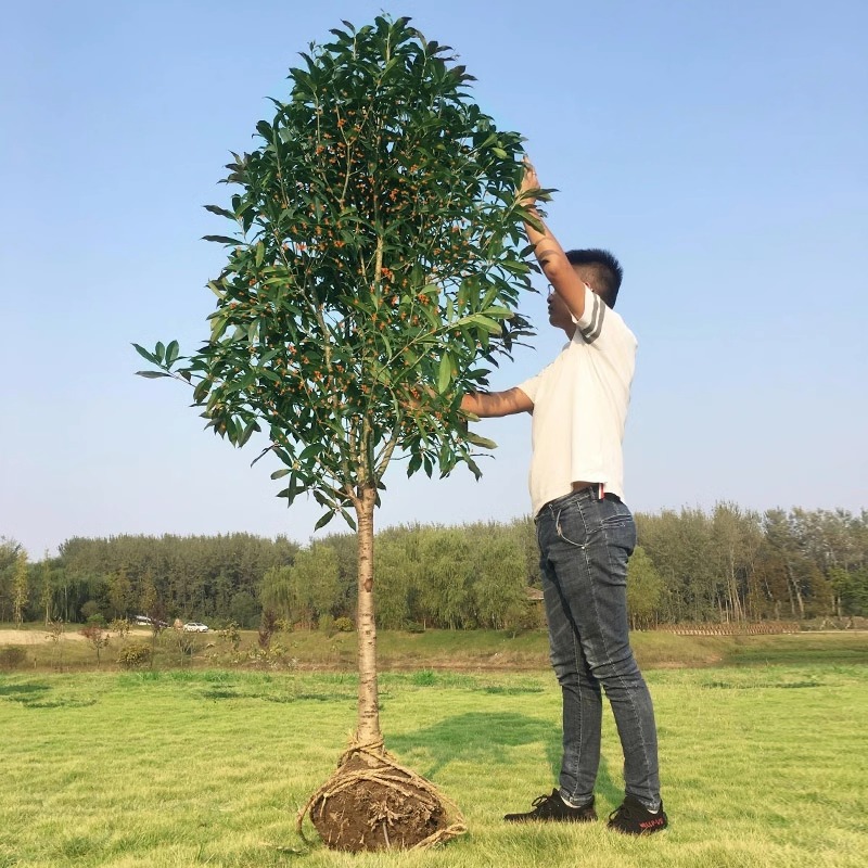 大型桂花树苗金桂丹桂庭院别墅地栽浓香型植物耐寒四季桂绿化阳台 - 图0