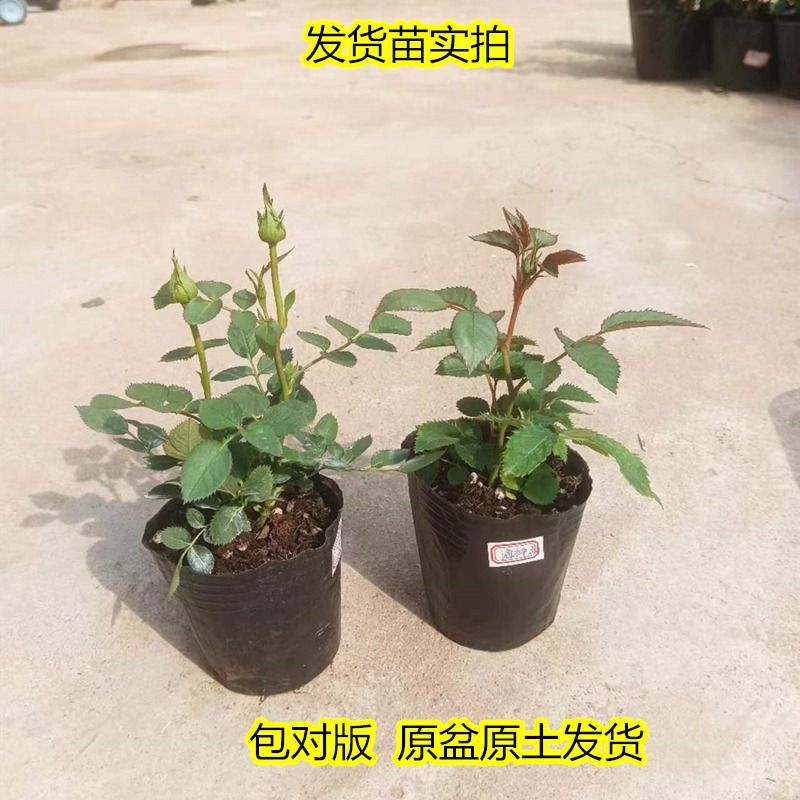 月季花苗爬藤果汁阳台藤本蔷薇植物特大花卉盆栽绿植四季玫瑰蒂娜 - 图2