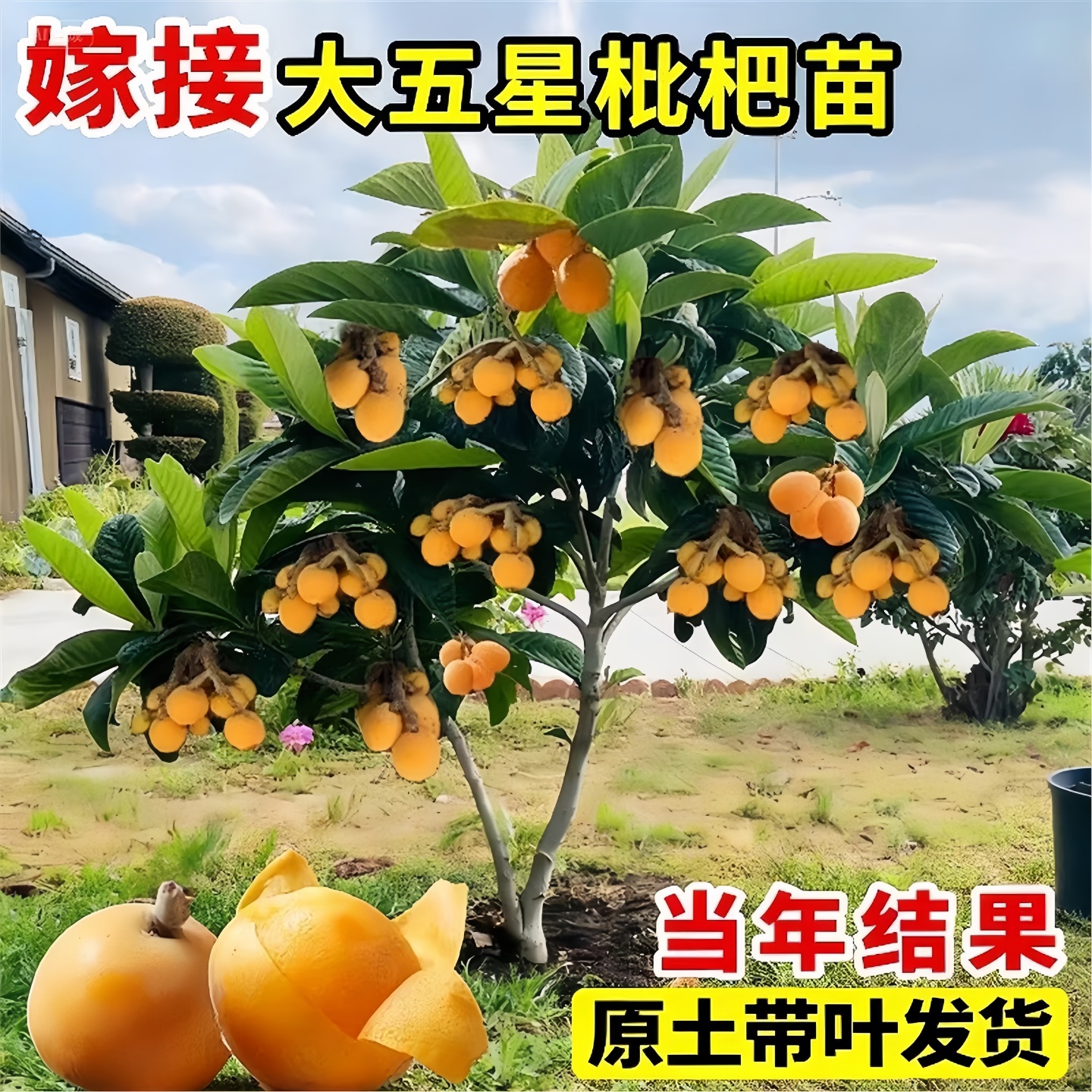 大五星枇杷苗树无核琵琶果树苗嫁接苗盆栽南方水果树果苗大果种植 - 图0