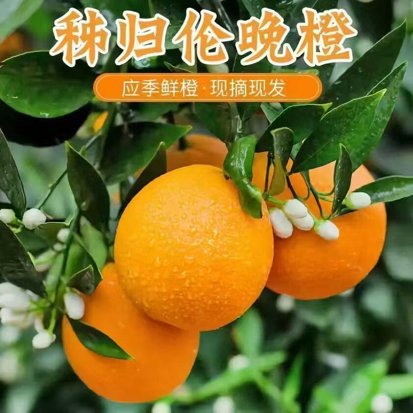 正宗伦晚脐橙新鲜橙子9斤当季水果整箱包邮秭归果冻甜橙大现摘