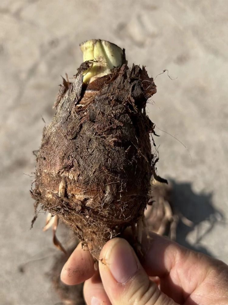 精选广西荔浦小芋头新鲜5斤牛奶芋头现挖现发宝宝辅食鲜货包邮-图1