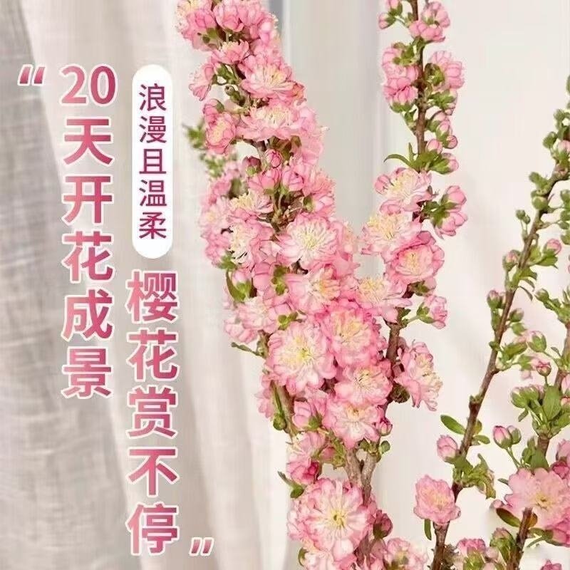 干枝枝水培鲜花植物室内花卉好养梅花耐寒客厅冬季鲜切开花珍珠李,淘宝优惠券,粉丝福利购,淘宝优惠卷