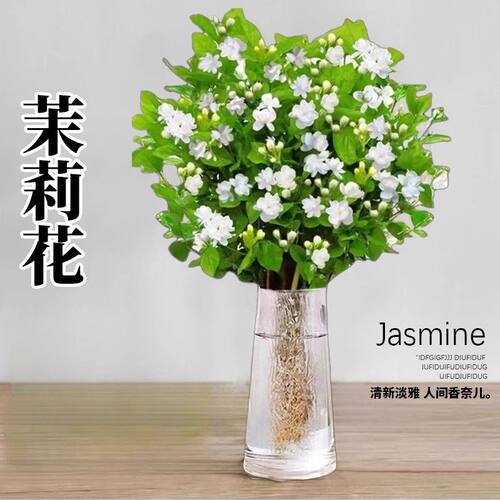 水培茉莉花带花苞盆栽四季开花室内水养植物办公室桌面好养活花卉 - 图2