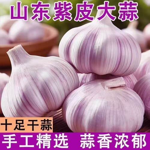 山东金乡原产地直发大蒜当季大蒜头干货炒菜调味辛辣味浓郁 - 图0