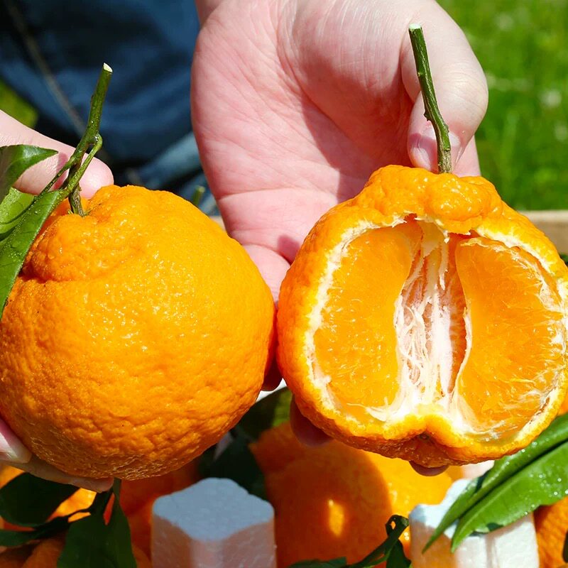 【芭芭农场兑换专享】不知火丑橘3斤装70mm+