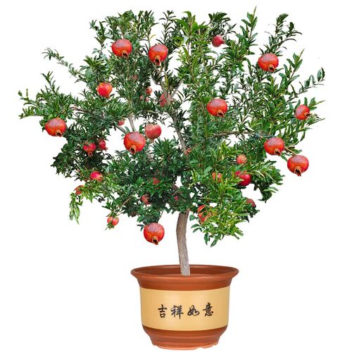 石榴树树苗突尼斯软籽石榴苗盆栽庭院果树甜石榴种植水果嫁接结果 - 图3