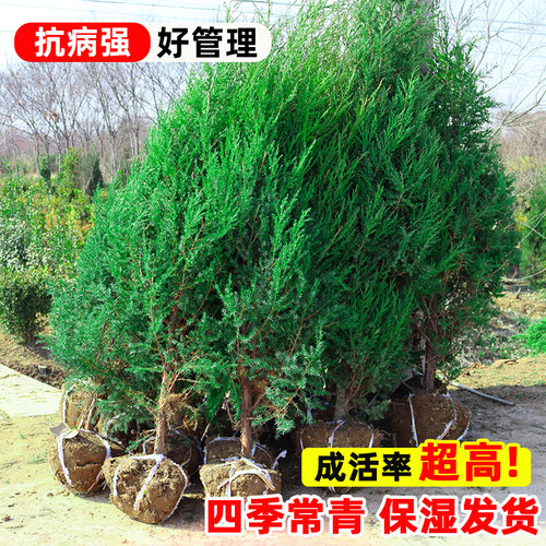 松柏树苗塔柏侧柏龙柏庭院行道风景大树园林工程绿化乔木四季常青 - 图2