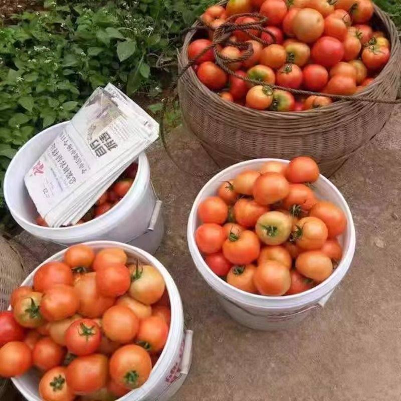 【顺丰包邮】正宗自然熟沙瓤西红柿新鲜生吃水果番茄当季新鲜蔬菜,淘宝优惠券,粉丝福利购,淘宝优惠卷