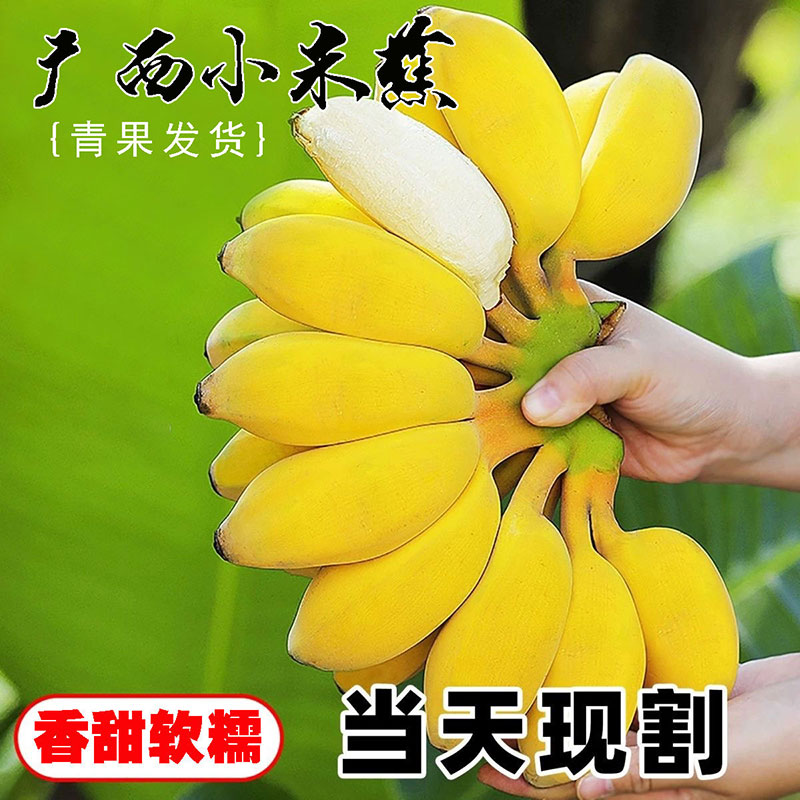 [精选]广西正宗小米蕉现摘新鲜小香蕉软糯香甜自然熟孕妇水果整箱