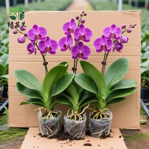 蝴蝶兰花苗带花苞带花剑盆栽兰花大苗客厅室内植物花卉四季花期 - 图0