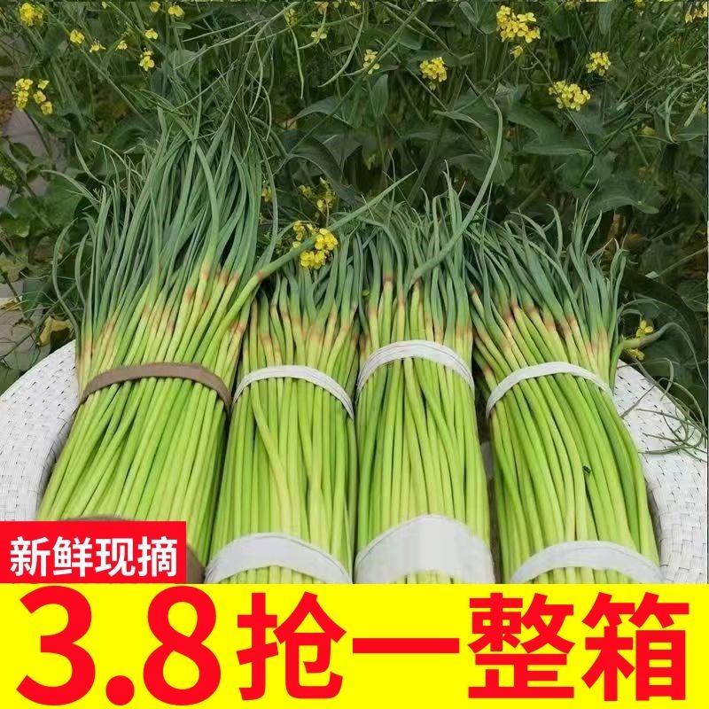 【今年新货】新蒜苔2024新鲜蒜苔嫩蒜苔新鲜批发蒜薹蒜毫当季蔬菜 - 图0