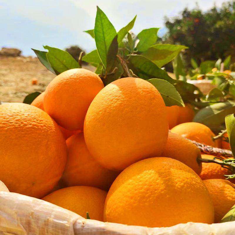 正宗重庆奉节当季应季橙子水果柑子新鲜产地直发,淘宝优惠券,粉丝福利购,淘宝优惠卷