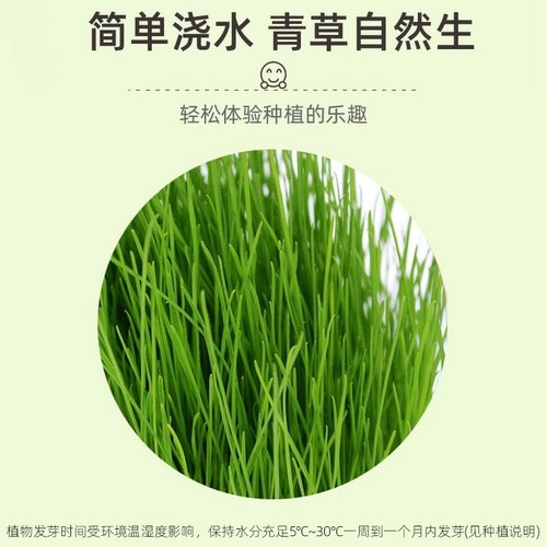 趣味长草娃娃小盆栽草头娃娃猫草绿植儿童小植物幼儿园室内好养 - 图1