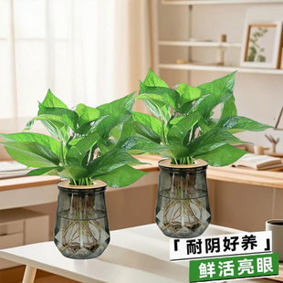 水培植物发财树盆栽两盆