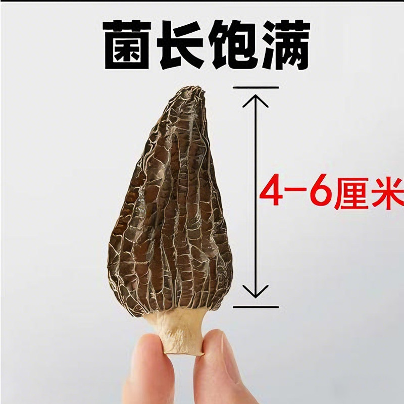 高品质头茬羊肚菌干货特产直采煲汤火锅新货孕妇儿童菌菇鲜美新鲜,淘宝优惠券,粉丝福利购,淘宝优惠卷