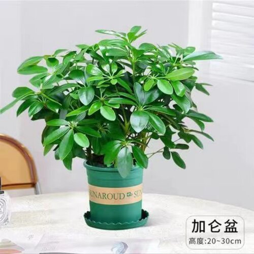 八方来财盆栽发财树鸭脚木盆栽四季常青桌面防辐射花卉盆景盆栽 - 图2