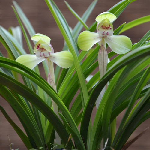 春兰带花苞名贵兰花苗矮种好养室内花卉绿植盆栽大富贵客厅办公桌 - 图1