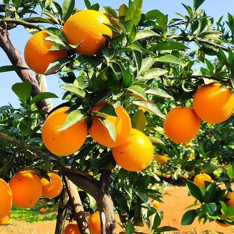 新鲜脐橙橙子现采直发甜蜜多汁手剥榨汁甜橙子儿童孕妇时令水果橙,淘宝优惠券,粉丝福利购,淘宝优惠卷