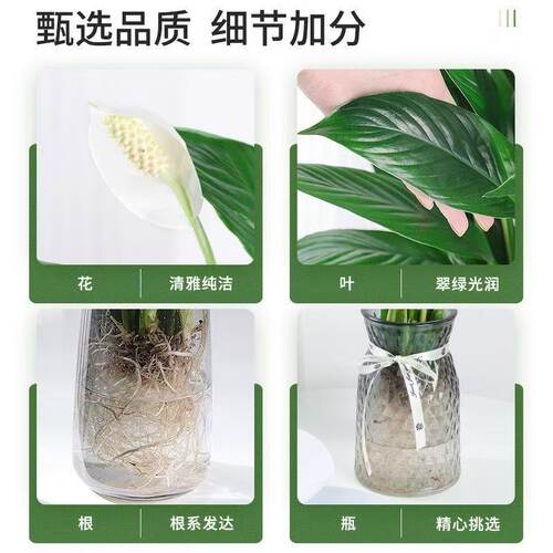 白掌一帆风顺盆栽办公室内花卉绿植客厅招财旺宅水培植物四季好养 - 图2