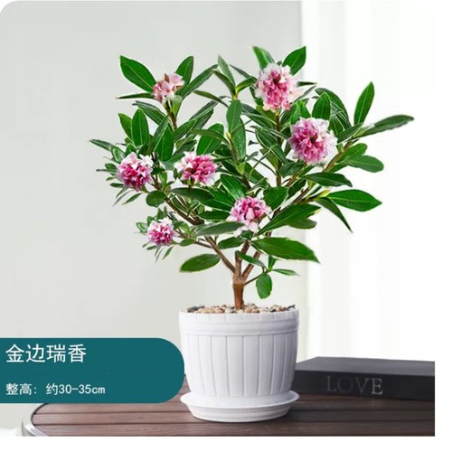金边瑞香盆栽浓香型植物室内花卉老桩秋冬养耐寒客厅阳台开花庭院 - 图1