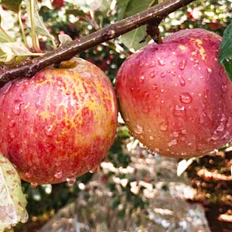 云南昭通冰糖心丑苹果新鲜苹果当季水果红富士大凉山生鲜年货节,淘宝优惠券,粉丝福利购,淘宝优惠卷