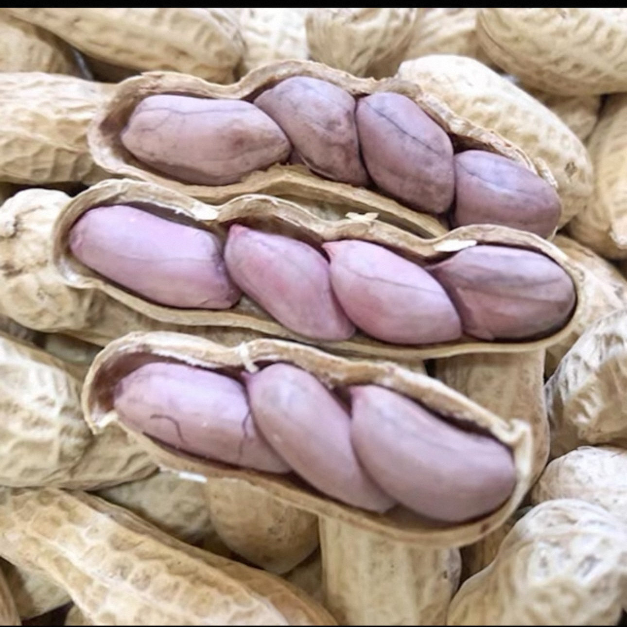 龙岩湿烤花生福建特产水煮下酒菜炒货官方旗舰店蒜香咸干紫衣年货,淘宝优惠券,粉丝福利购,淘宝优惠卷