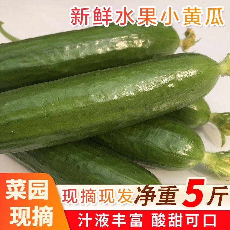 山东水果黄瓜生吃脆新鲜青瓜当季时令蔬菜无刺小黄瓜5斤包邮即食-图1