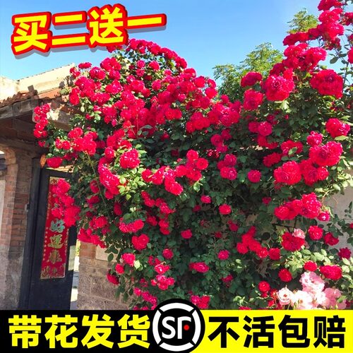 红木香四季开花苗爬藤植物甜蜜黄木香花庭院阳台无刺蔷薇盆栽花卉 - 图0