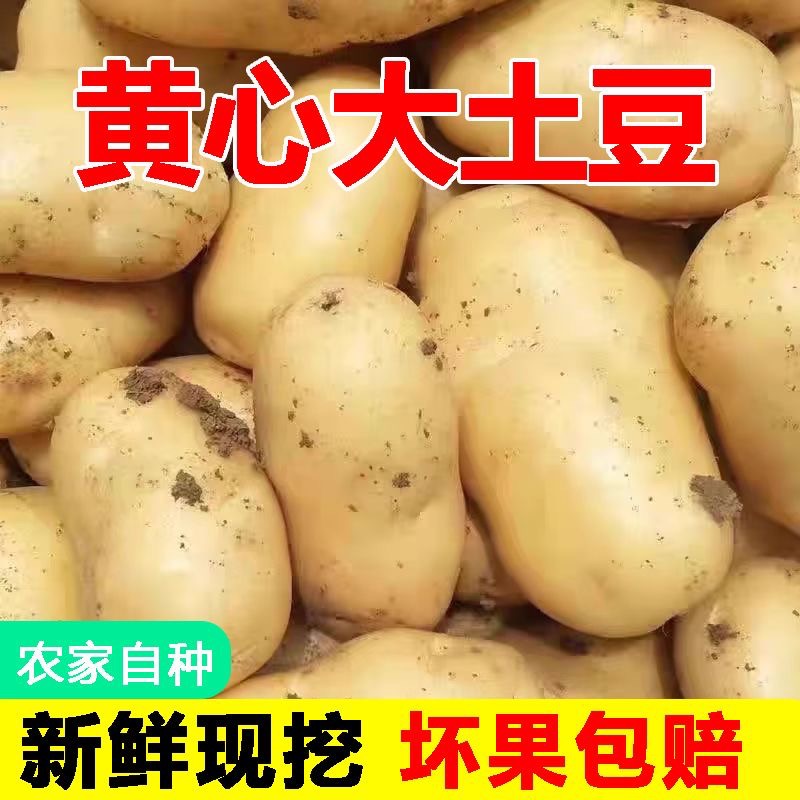 云南土豆9斤马铃薯洋芋新鲜蔬菜沙面粉糯新土豆黄心土豆整箱包邮 - 图1