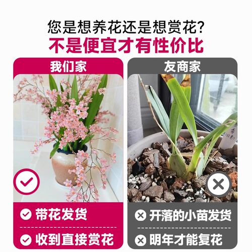 香水文心兰冬带花苞梦香兰花苗可水培室内好养浓香花卉绿植盆栽 - 图3