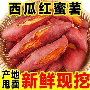 官补2元！3斤红薯云南沙地红蜜薯西瓜红薯