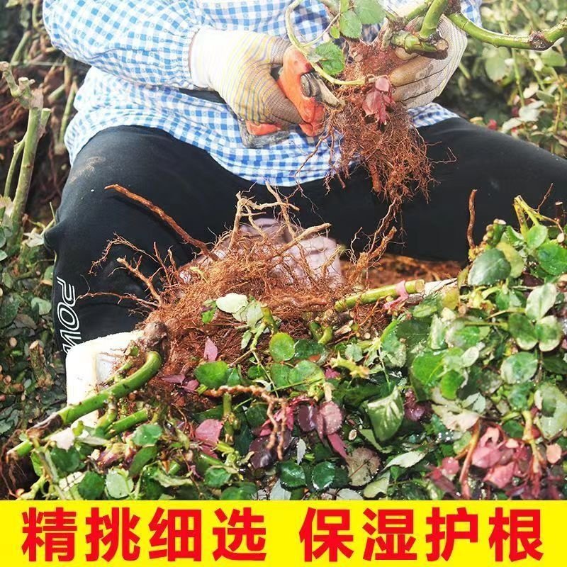 爬藤蔷薇月季老桩花苗大花浓香庭院阳台植物花卉玫瑰花苗四季开花,淘宝优惠券,粉丝福利购,淘宝优惠卷