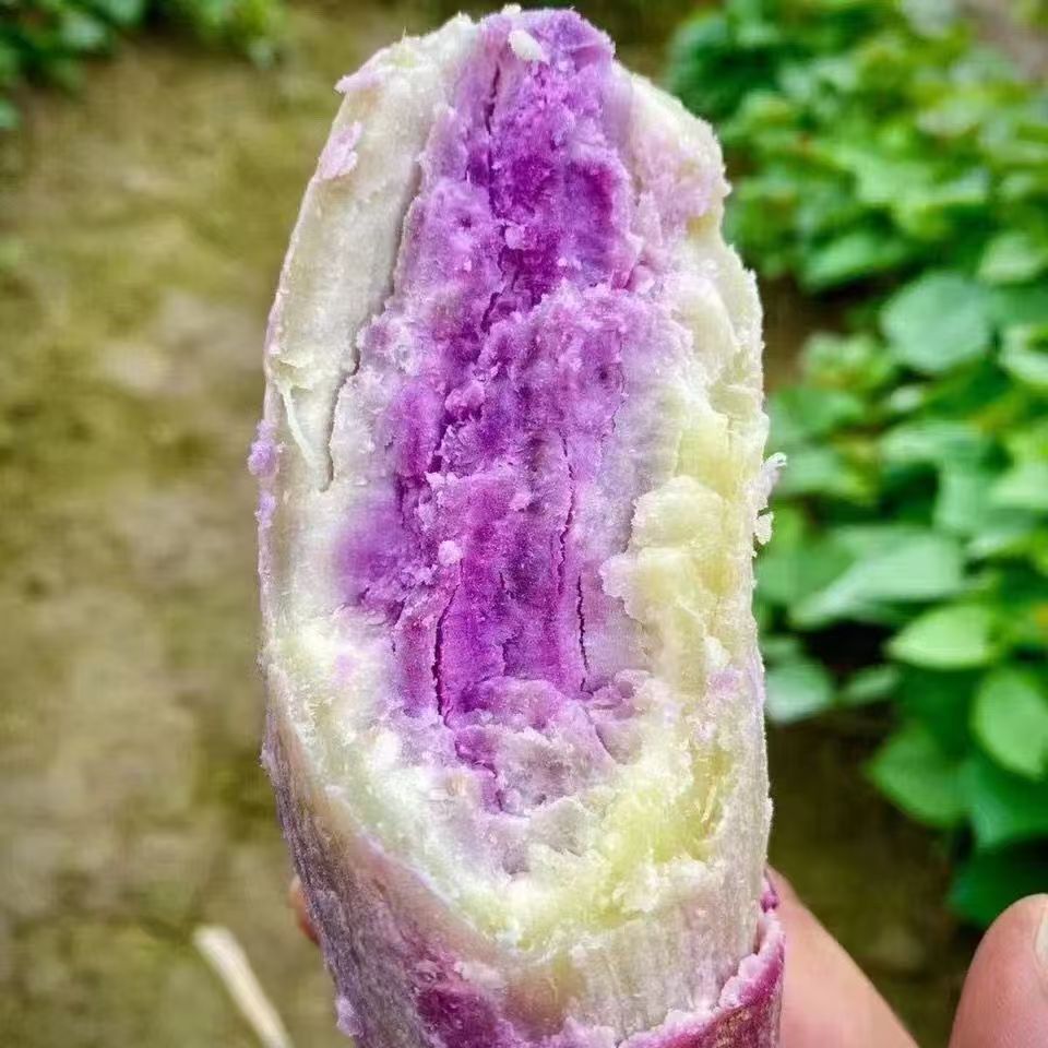 Ice cream sweet potato farm freshly dug ice cream sweet potato sweet potato a little red sweet potato flower heart sweet potato chestnut potato