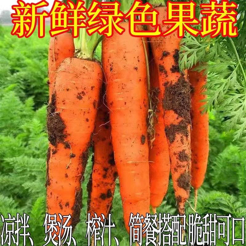 现挖现发新鲜胡萝卜批发农家自种红萝卜生吃凉拌脆甜可口即食 - 图1