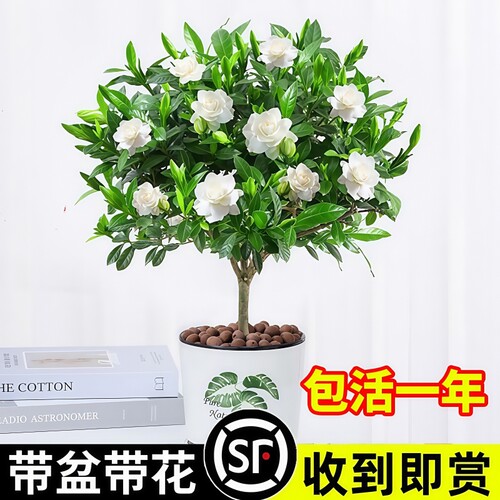 棒棒糖栀子花盆栽花卉绿植好养四季开花带花苞植物室内水培阳台 - 图1
