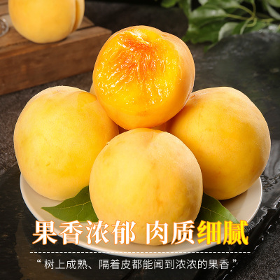时令黄桃水果新鲜当季整箱黄金水蜜春夏桃子脆桃应季蟠油毛桃子
