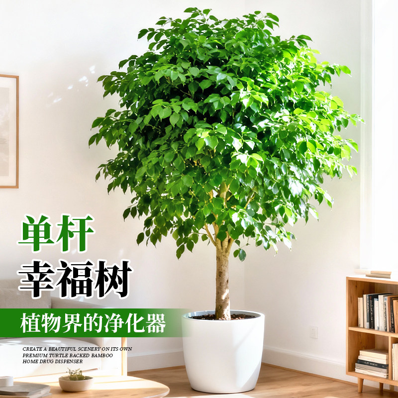 幸福树客厅盆栽大老桩平安树室内落地四季常青真绿植冬天送礼鲜花,淘宝优惠券,粉丝福利购,淘宝优惠卷