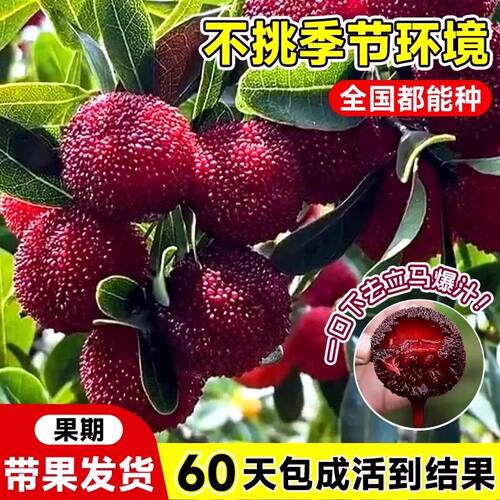 正宗东魁杨梅树大树苗特大杨梅嫁接果树苗庭院四季种植带土球结果 - 图2