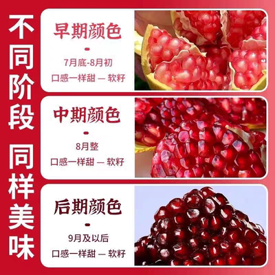 【中秋礼盒精品果】突尼斯软籽石榴红宝石新鲜鲜嫩皮薄大颗粒精选