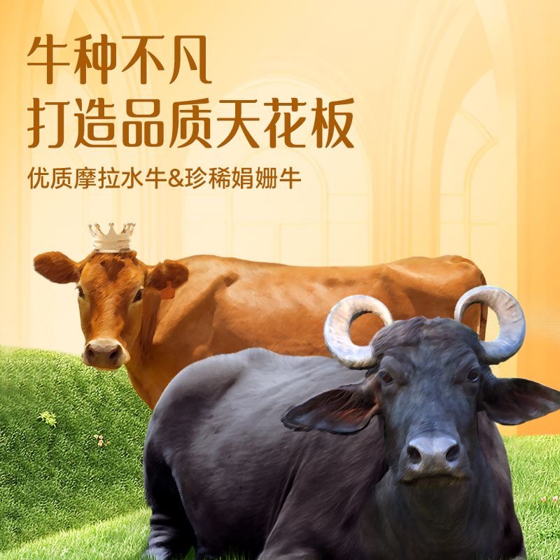 百菲酪4.3g醇菲水牛纯牛奶金装版A2β-酪蛋白10瓶早餐学生奶国货,淘宝优惠券,粉丝福利购,淘宝优惠卷