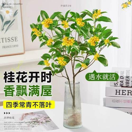 水培四季桂花树苗带花苞盆栽客厅室内植物阳台花卉办公室桌面绿植 - 图1