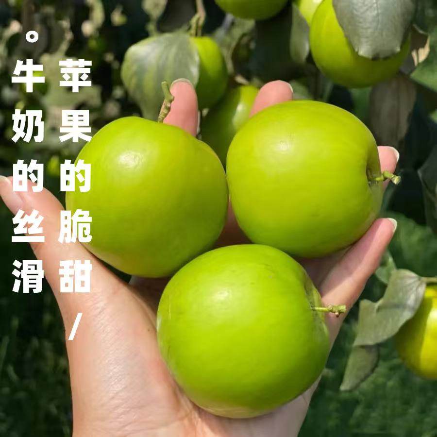 西双版纳苹果枣脆甜牛奶枣新鲜水果冬枣应季批发产地现摘整箱好吃,淘宝优惠券,粉丝福利购,淘宝优惠卷