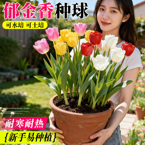 郁金香种球可土培水培庭院阳台耐热耐寒花卉绿植室内盆栽室外地载 - 图2