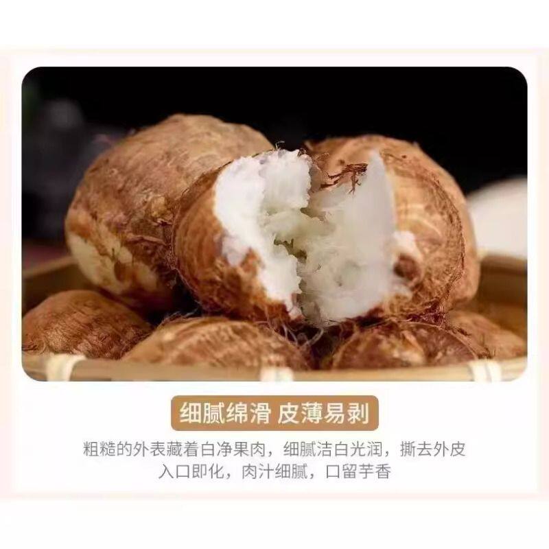 2026新鲜山东牛奶芋头香芋糯芋蔬菜应季蔬果香糯毛芋正宗代餐芋艿 2026新鲜山东牛奶芋头香芋糯芋蔬菜应季蔬果香糯毛芋正宗代餐芋艿