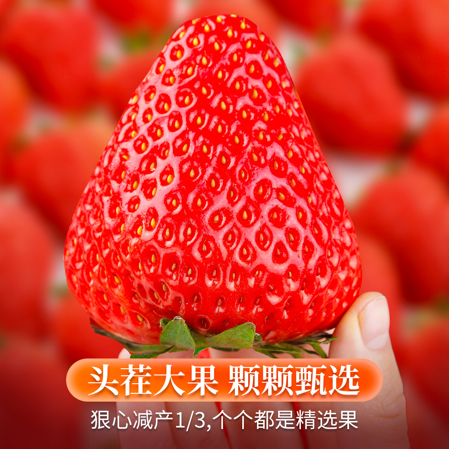 丹东草莓现摘现发果大鲜甜汁水皆宜红颜99牛奶甜奶油草莓生鲜空运,淘宝优惠券,粉丝福利购,淘宝优惠卷