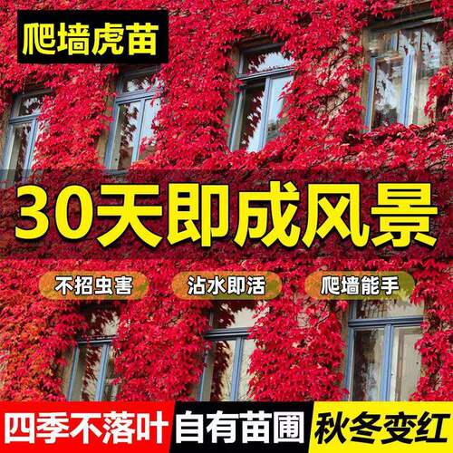 爬山虎树苗爬墙虎爬藤绿植物四季常青不落叶庭院藤蔓种子阳台耐寒 - 图2