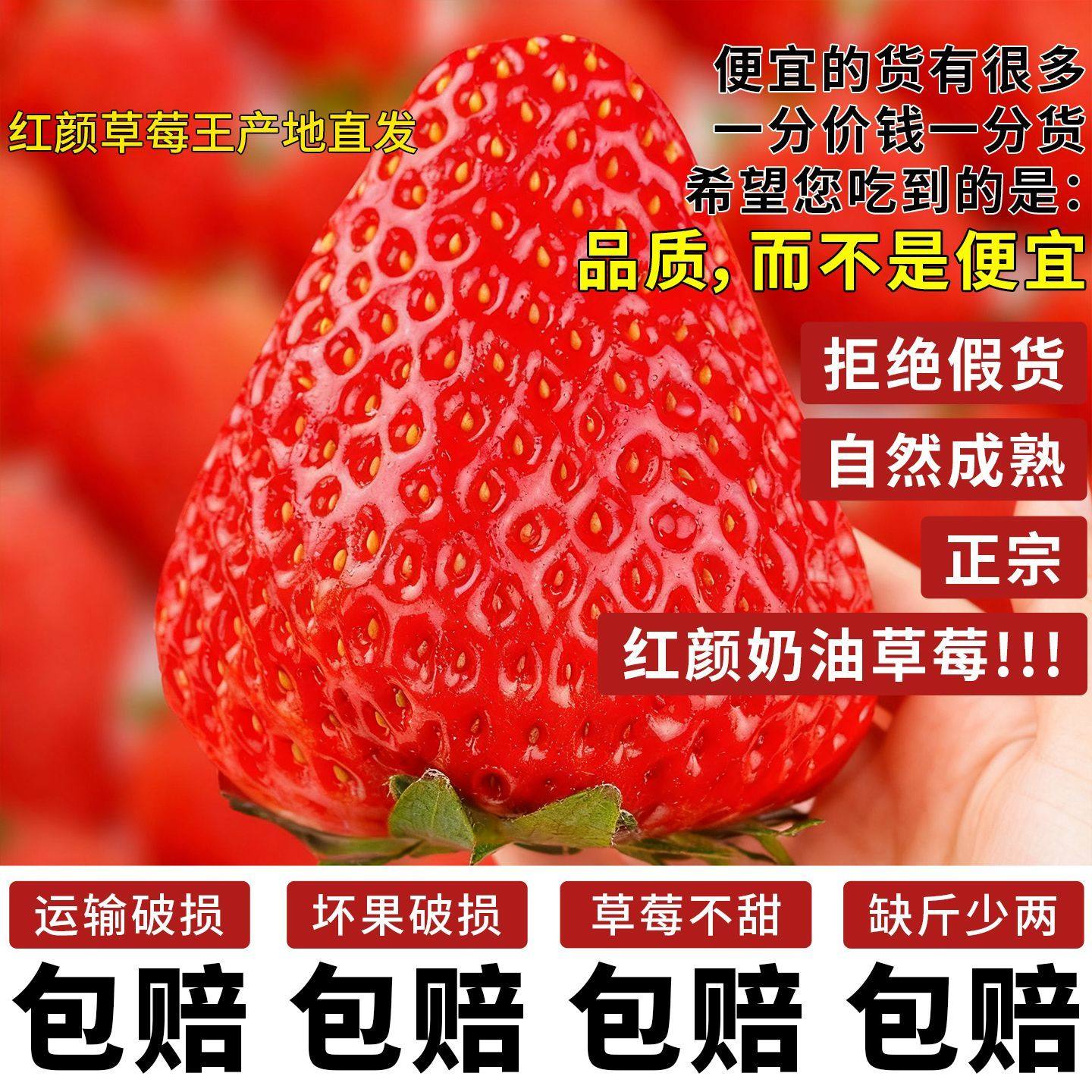 头茬现摘奶油草莓新鲜草莓孕妇水果儿童当季水果99草莓顺丰包邮